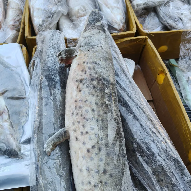 乌苏里江黑斑大狗鱼【抚远冷冻发货顺丰包邮】