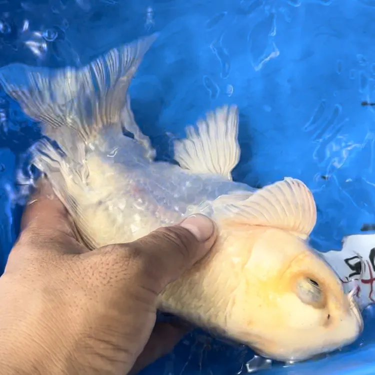 纯种白蝴蝶鲤观赏鱼大鳍大尾冷水好养耐活包邮