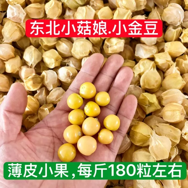 黑龙江：小菇娘果.黄金豆.小金豆.灯笼果，皮薄肉嫩