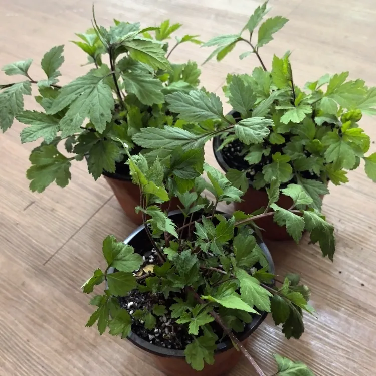 云南野生红芹菜种苗盆栽 红毛芹红艾草新鲜食用花菜清热四季可种
