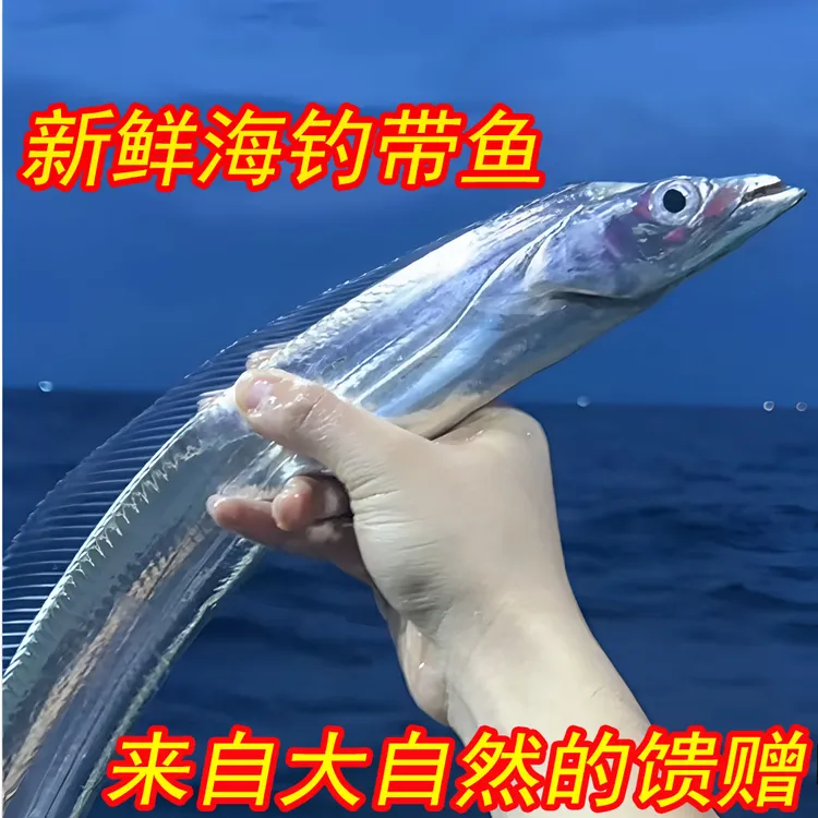 单条半斤左右新鲜野生海钓带鱼整条发货顺丰包邮