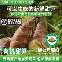 甄选云南有机新鲜甜龙竹笋当天采摘可生食