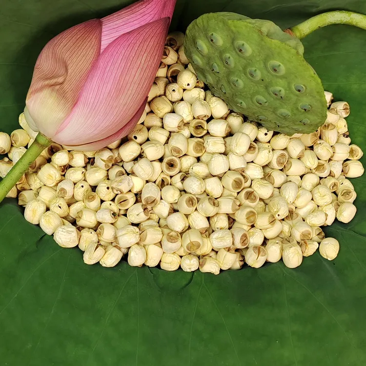 2025年江西广昌通心白莲头茬莲子广昌白莲莲蓬新品手工柴火莲子