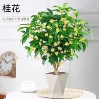 【四季桂花】盆栽浓香型耐寒适合室内外阳台庭院种植花卉 当月开花