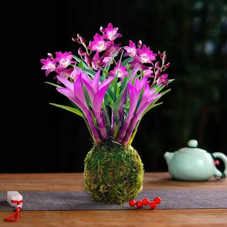 七彩紫叶石斛兰花苗冬带花苞室内外好养花卉绿植盆栽年宵花