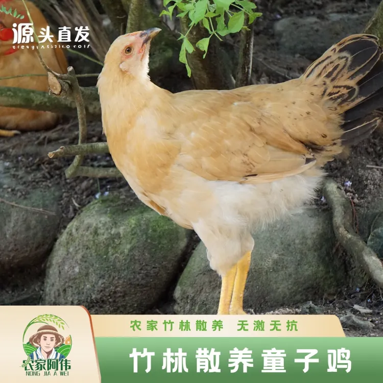 【童子鸡拍二只送一只】新鲜皖南仔鸡童子鸡单只净重1.5斤