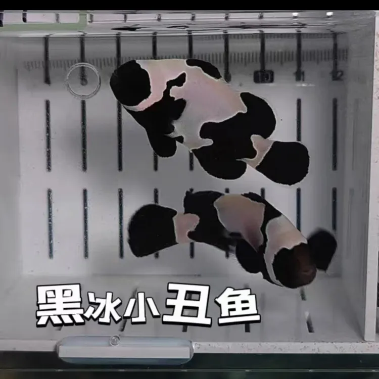 黑冰小丑鱼黑冰礼服小丑鱼海水观赏鱼
