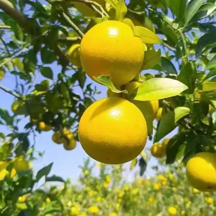 廉江红橙批发零售，产地直发