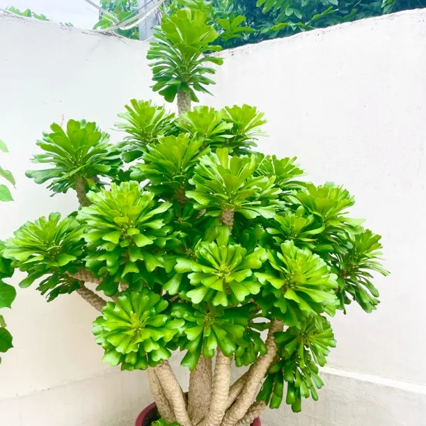 户外大型绿植多肉植物老桩绿色扇贝麒麟老桩庭院盆景耐热低维护