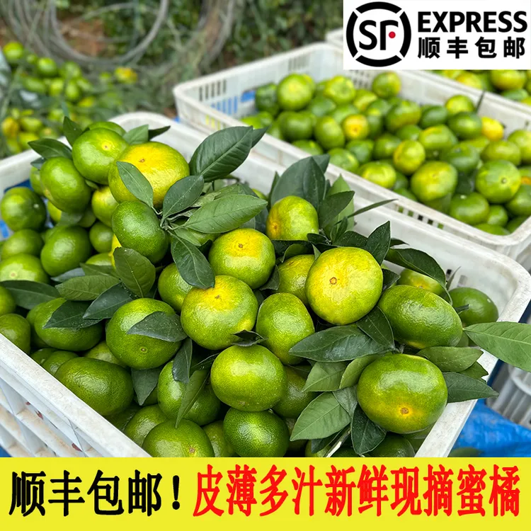 江西赣南寻乌现摘青皮蜜桔新鲜应季无籽酸甜多汁水果橘子