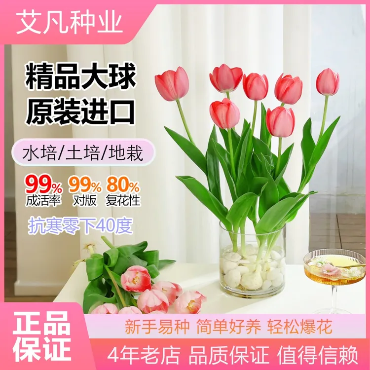 郁金香种球水培套装进口带芽大球盆栽花种子室内阳台水养花卉植物