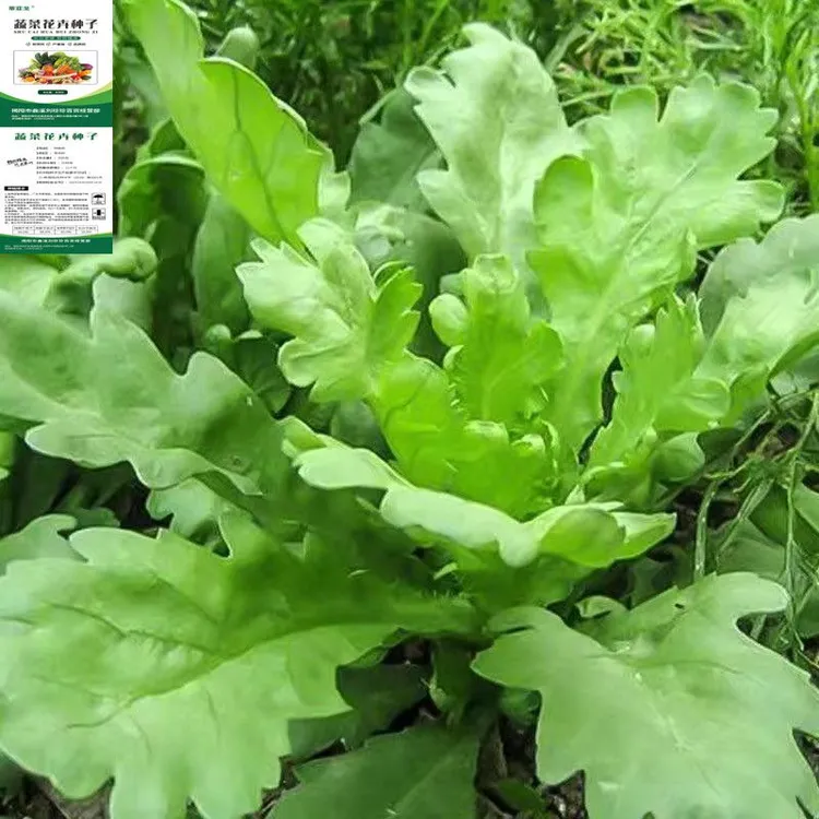 四季种植大叶茼蒿种子皇帝菜春季夏秋冬盆栽阳台四季青蔬蔬菜种子