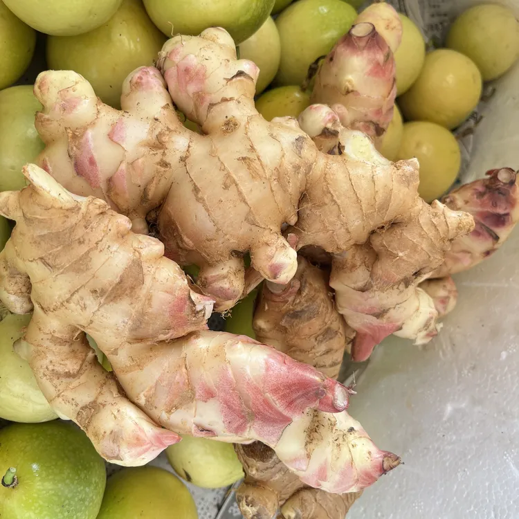 广东信宜红芽中嫩姜大肉姜（少量丝）新鲜现货发售泡姜