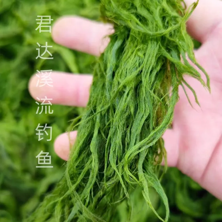 盘车溪流冲钓青苔饵草鱼青波赤尾扁鱼罗飞翘嘴白甲鲤鱼青苔饵马尾
