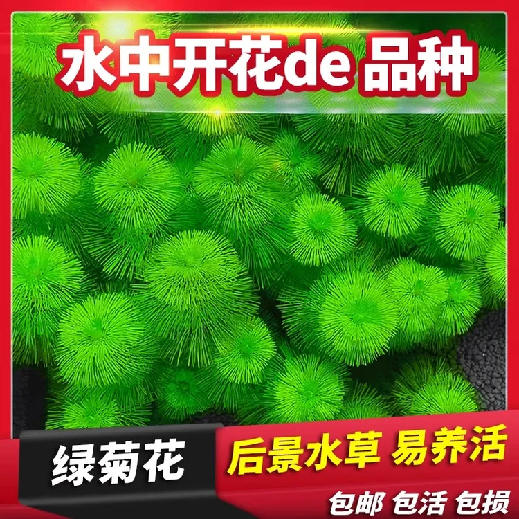 绿菊花活体好养真水草新手鱼缸造景淡水增氧植物阴性净水绿菊水草