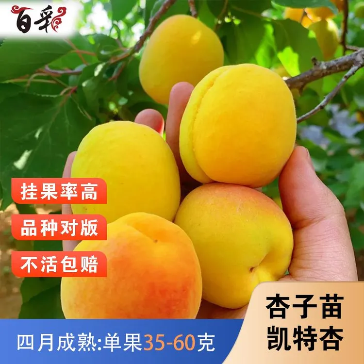 凯特杏树苗特大嫁接早熟大黄杏子树苗北南方种植果树果苗当年结果