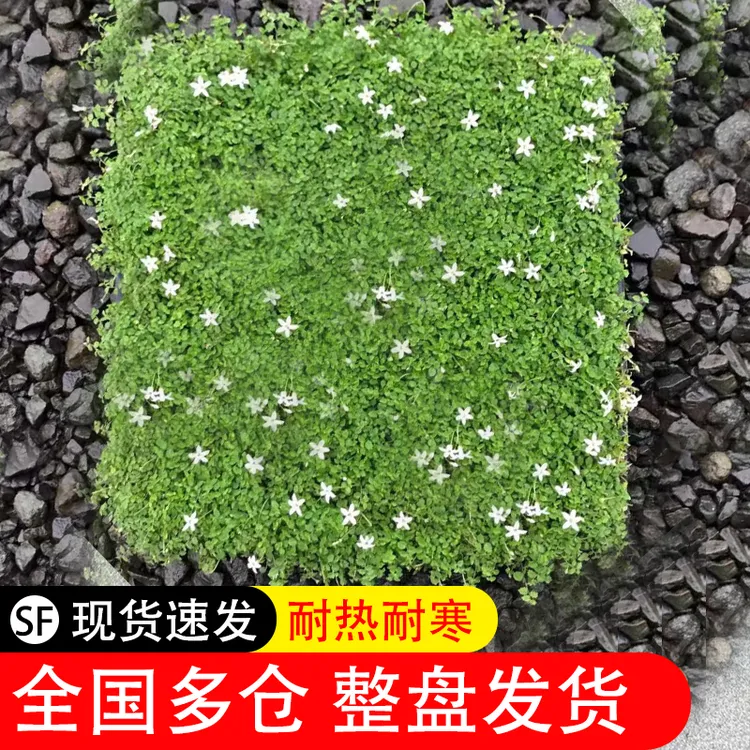 新西兰半边莲--姬岩垂草地被植物庭院花园植物超矮草坪草皮真草