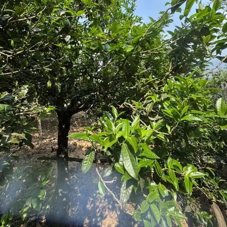 老曼峨2024头春500克云南西双版纳普洱茶生茶散茶