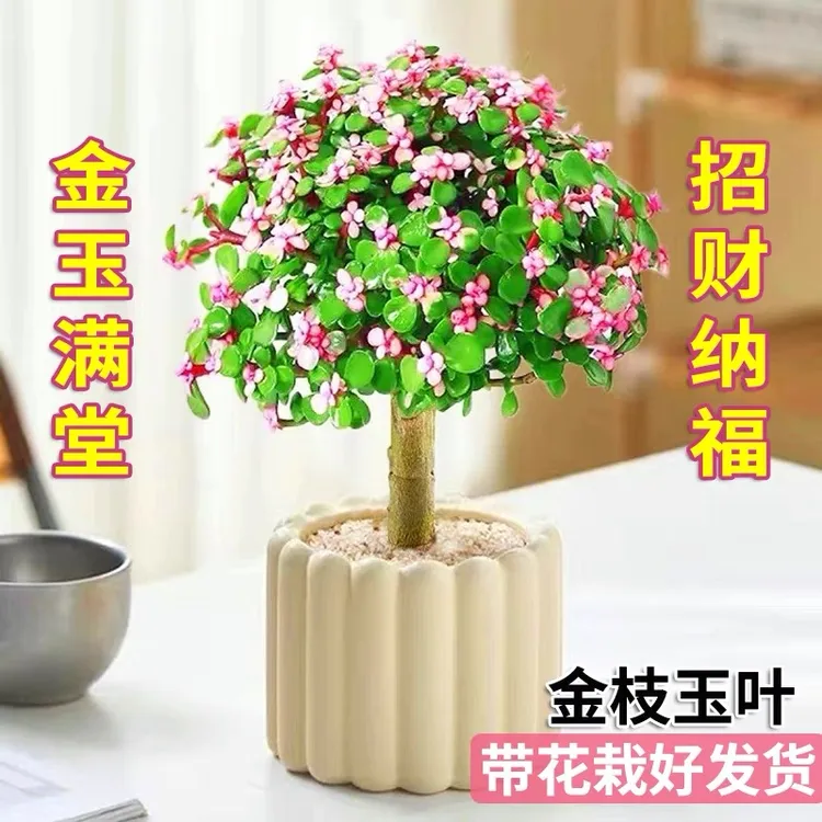 新疆包邮 棒棒糖金枝玉叶盆栽 好养耐旱