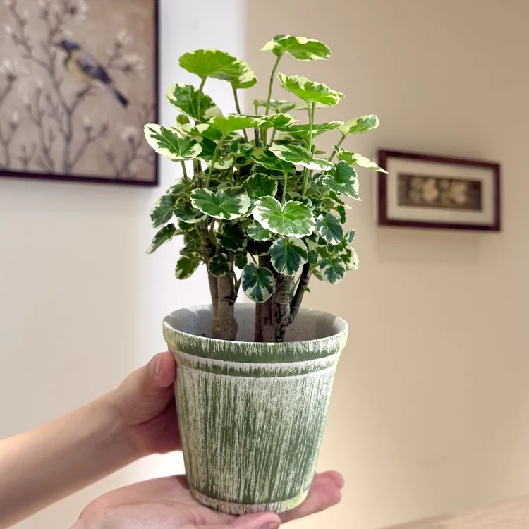 丛林花叶福禄桐盆栽盆景室内客厅办公室桌面观叶趣味花卉绿植好养