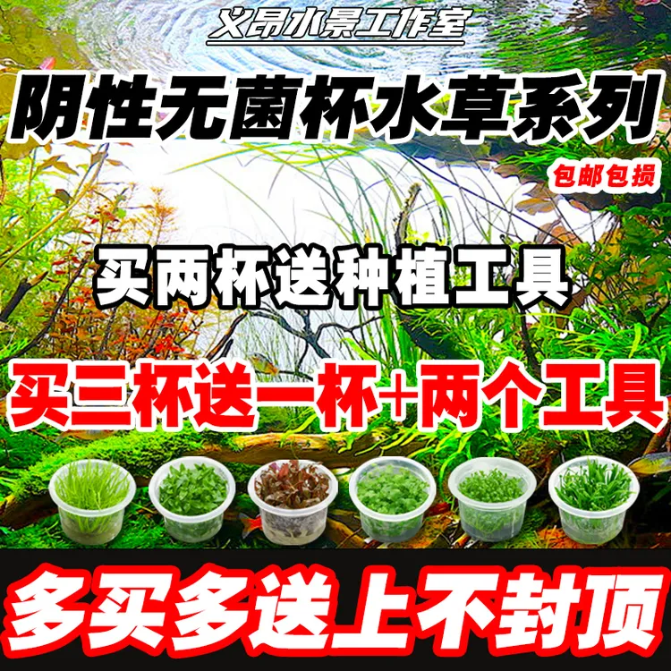 无菌杯水草新手阴性水草古法缸造景专用水草高珍珠草天胡荽水榕