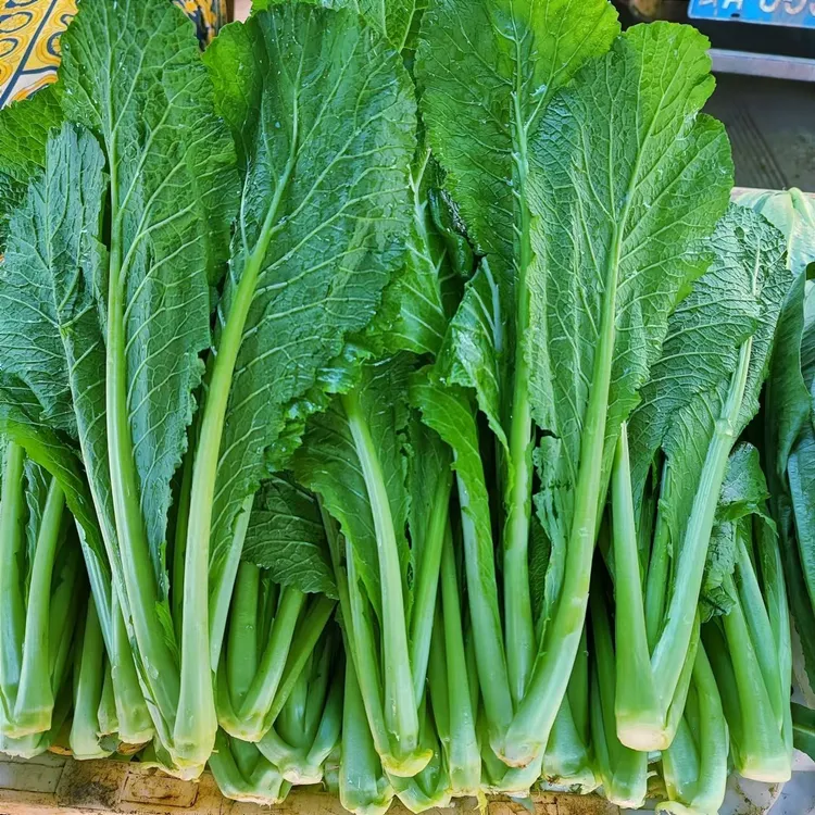 云南新鲜原叶小苦菜长杆青菜农家自种潮汕小青菜芥菜春菜可腌酸菜
