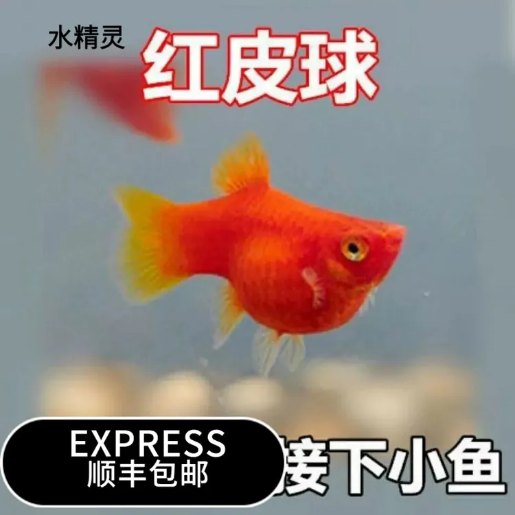 红球好看好养的红太阳球观赏鱼适合新手饲养