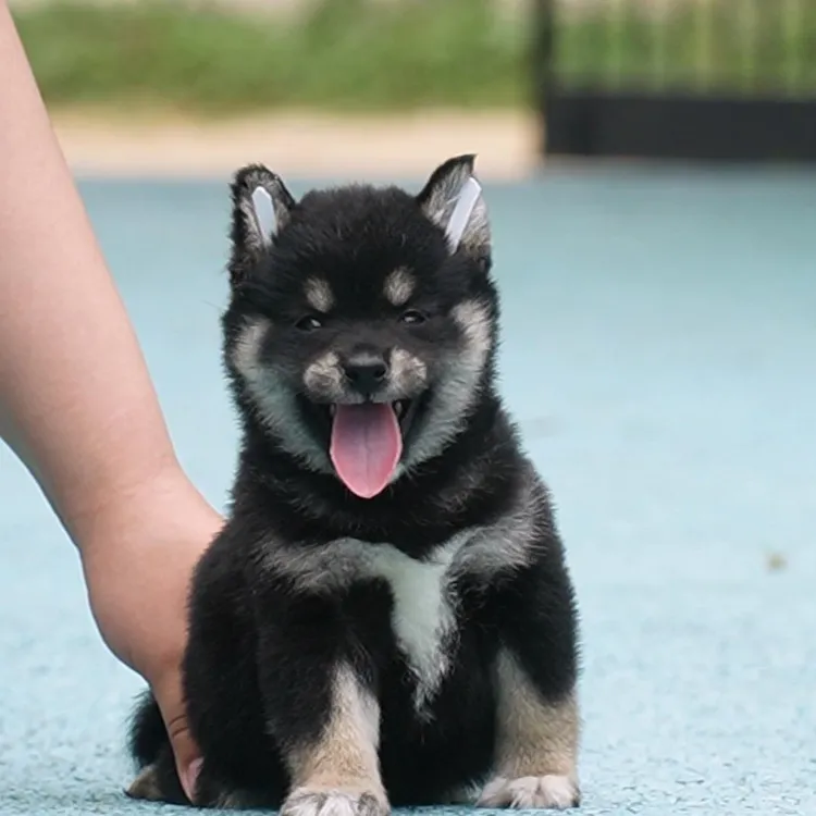 0517拍摄8号柴犬狗狗幼犬妹妹①5.21