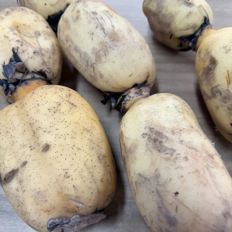 【村书记助农】太湖七都本地种植藕4.5斤装