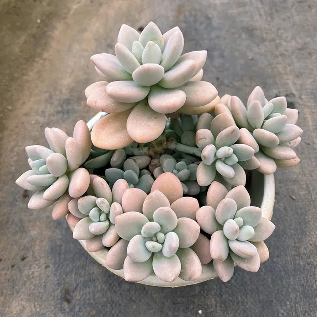 洛神 云南基地包邮发货群生肥厚好养 耐旱易度夏易出状态多肉植物