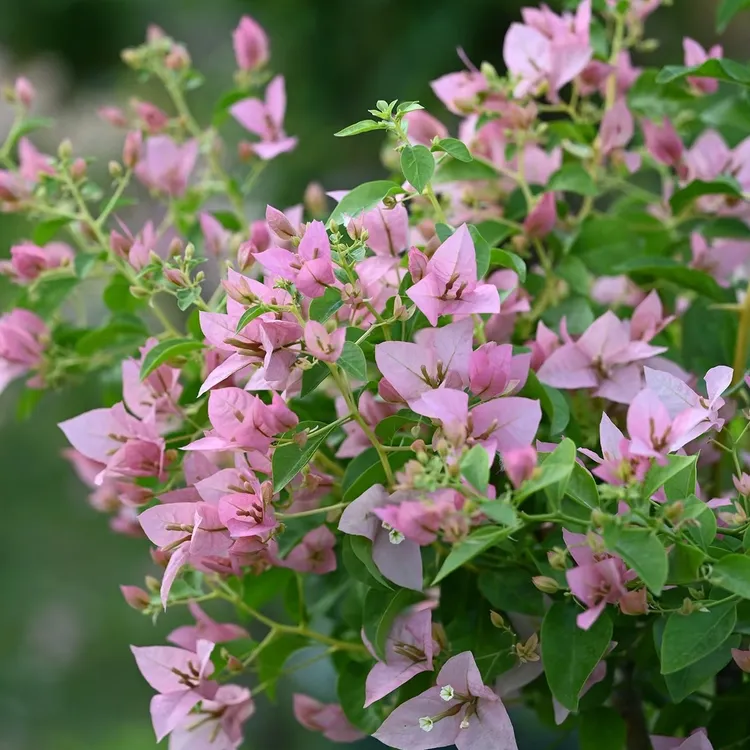 【丝绸】粉嫩嫩，勤花丰花，枝条柔软飘逸，阳台庭院种植