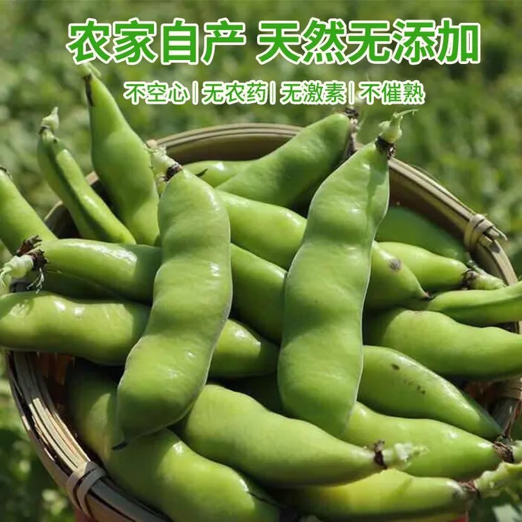 云南新鲜露天干地新鲜蚕豆【鲜嫩现摘】豆荚带壳青蚕豆罗汉豆胡豆兰