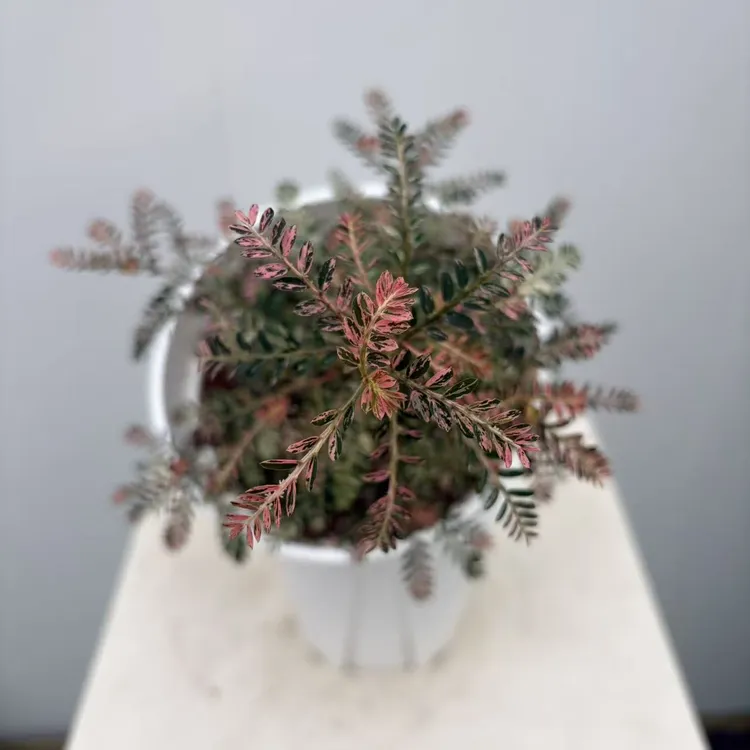 【植源家绿植】粉锦叶下珠/叶下珠锦稀有植物室内好养