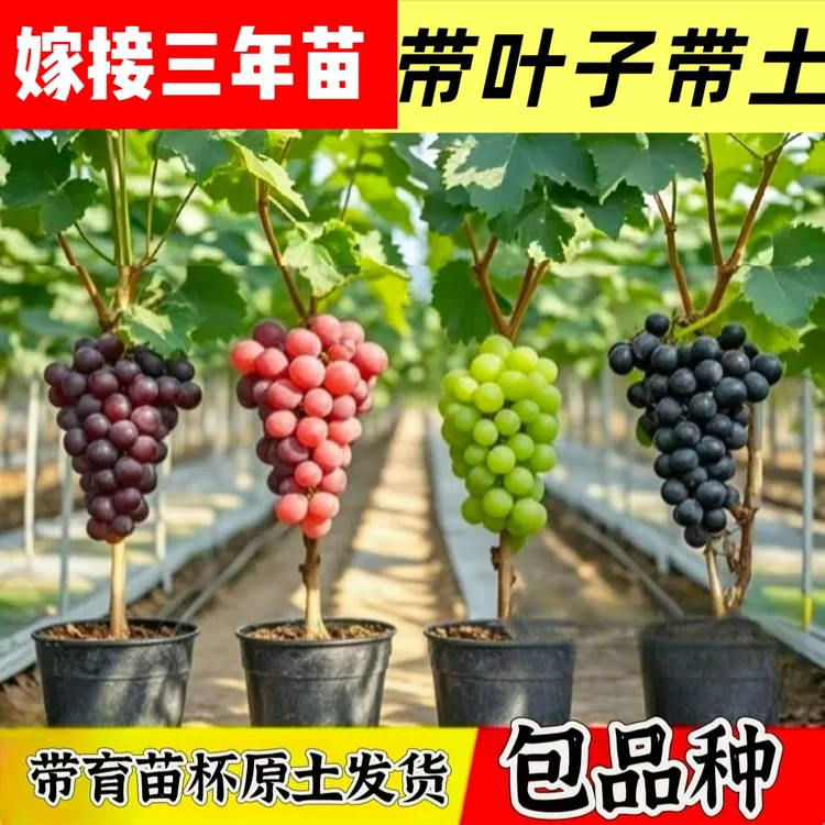 新葡萄树苗阳光玫瑰巨峰夏黑妮娜皇后庭院地栽阳台盆栽不搭架子