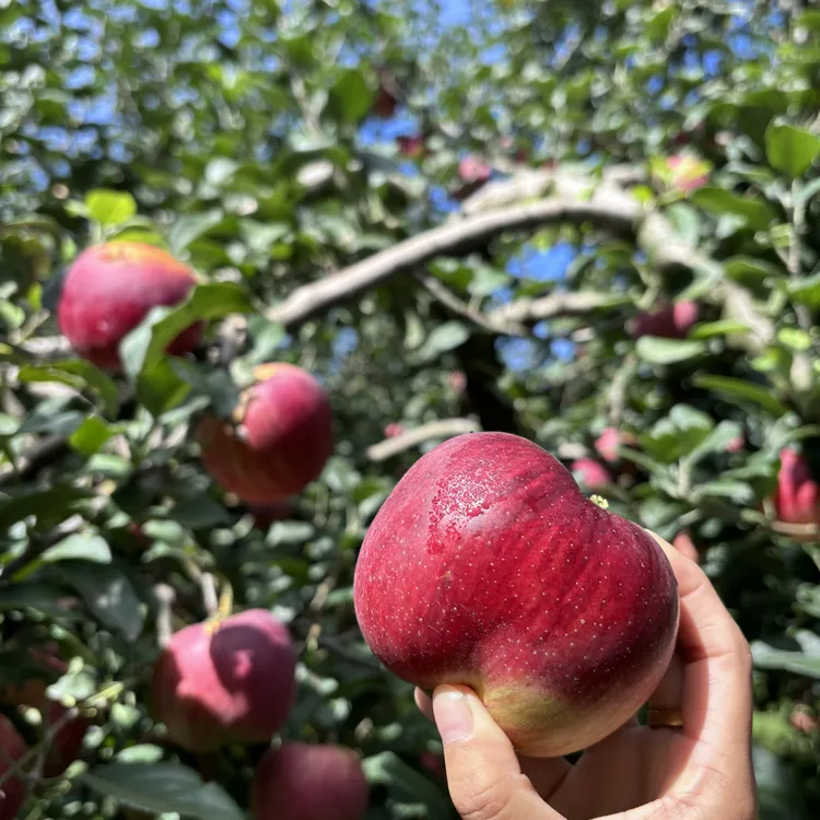 云南昭通高原丑苹果新鲜现摘脆甜多汁冰糖心水果