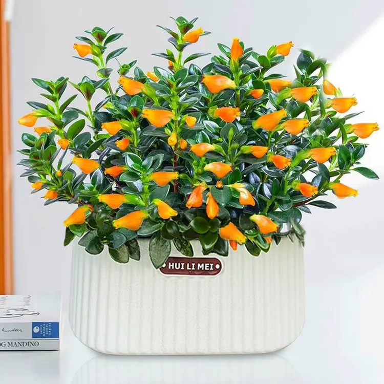 金鱼花盆栽带花苞发货四季常青室内阳台的植物花懒人植物水养耐旱