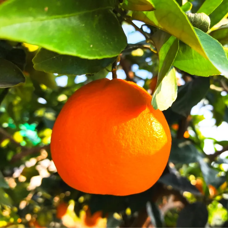 正宗福本重庆奉节脐橙香甜多汁摘脆嫩化渣整箱5-20斤现摘现发