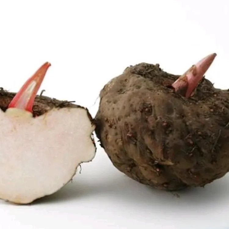 新鲜现挖魔芋陕西本地花魔芋豆腐原材料鲜魔芋包邮产地直发魔芋头
