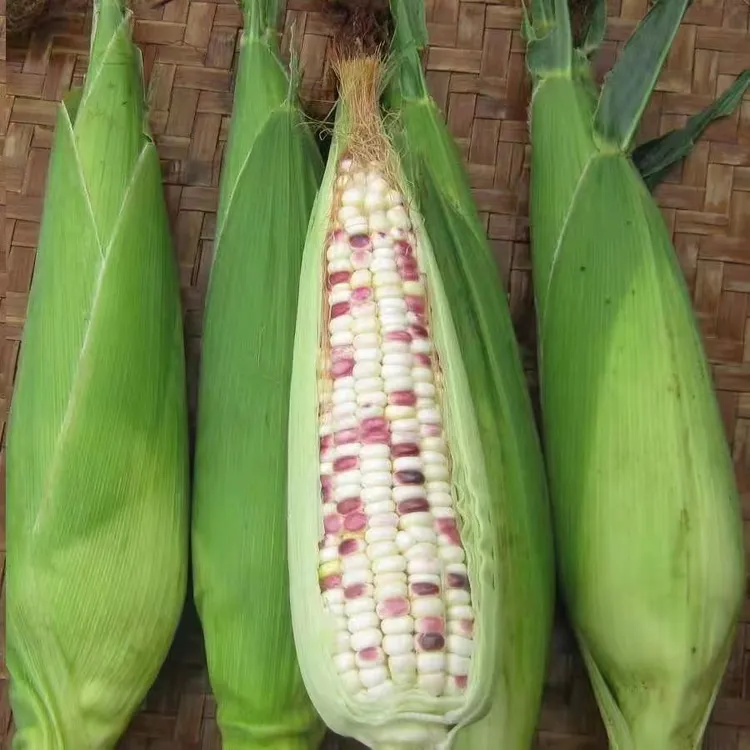 潮州江东本地花糯玉米非转基因新鲜现摘花玉米带壳发货黏玉米