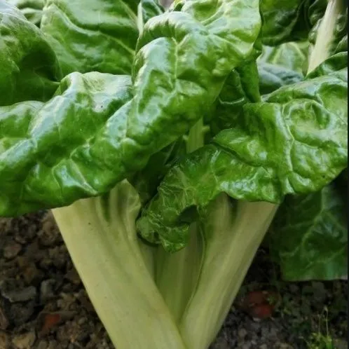 湖北农家露天新鲜现採牛皮菜