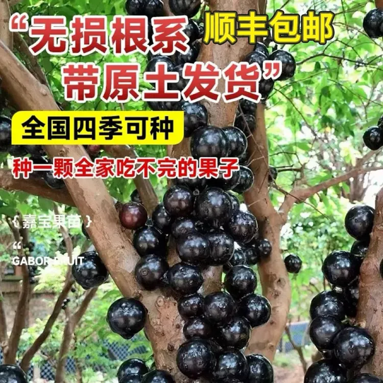 嘉宝果树盆栽南北方种植树葡萄大树红妃沙巴艾斯卡名贵果树加宝果