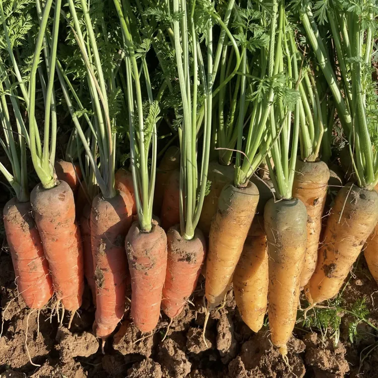 湖北露天手指胡萝卜彩色胡萝卜老品种农家种植现挖现发