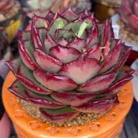 多肉一物一拍0223-263