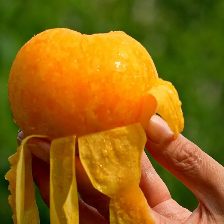 日系黄贵妃（025）黄肉水蜜桃嫁接枝条 八月初成熟 汁多味美实拍