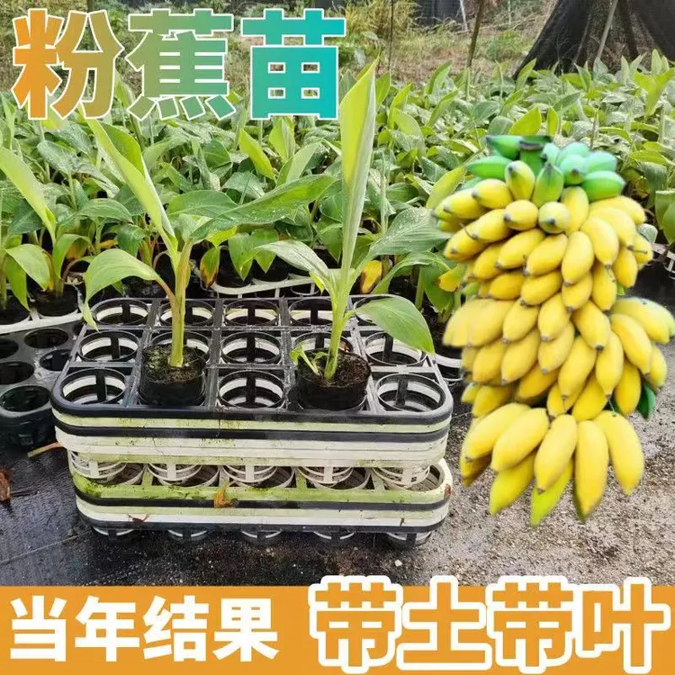 广西正宗香蕉王粉蕉苗矮化小米蕉香蕉树苗结果快庭院种植广西发货
