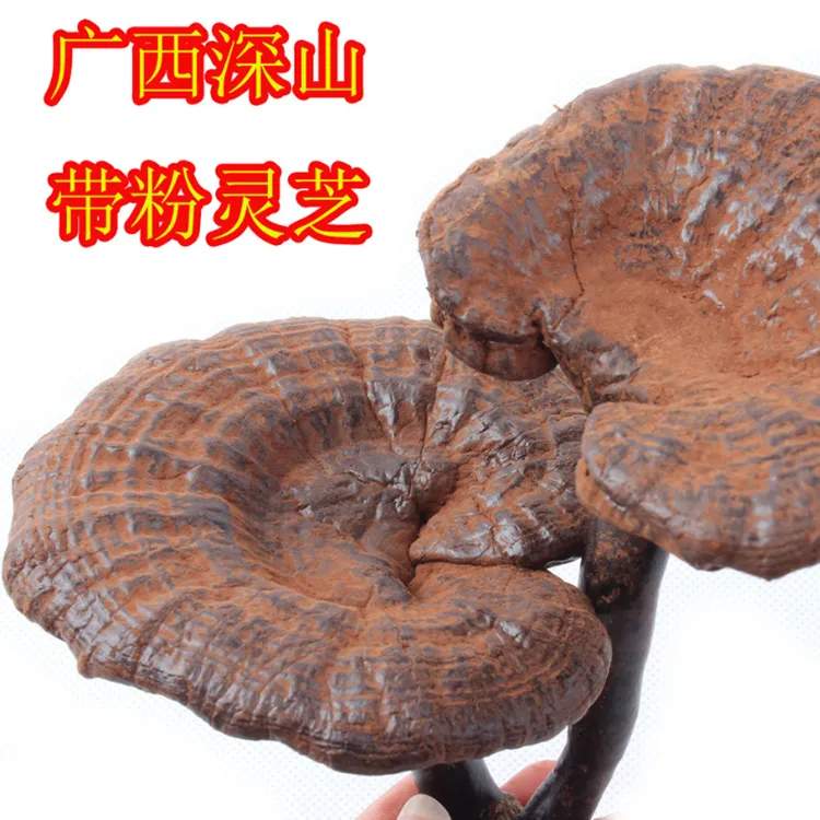 广西野生深山土灵芝带粉不苦菌味泡酒煮汤煮水
