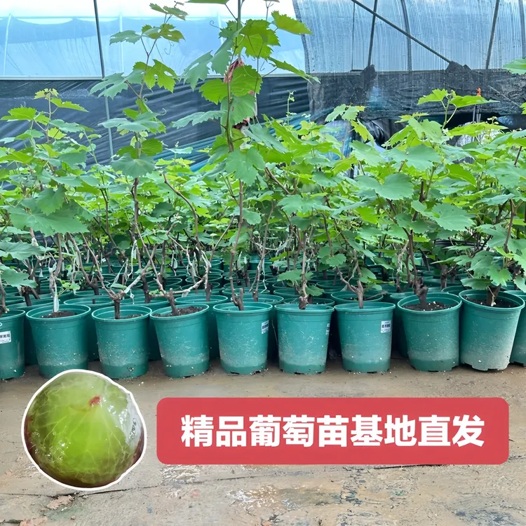 葡萄树苗寒香蜜巨峰葡萄阳光玫瑰红提克伦生葡萄苗庭院盆栽地栽