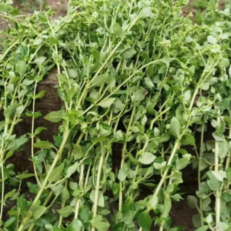13专享正宗四川西充儿时的味道香龙/浓草/茶香炉/薷草农家自