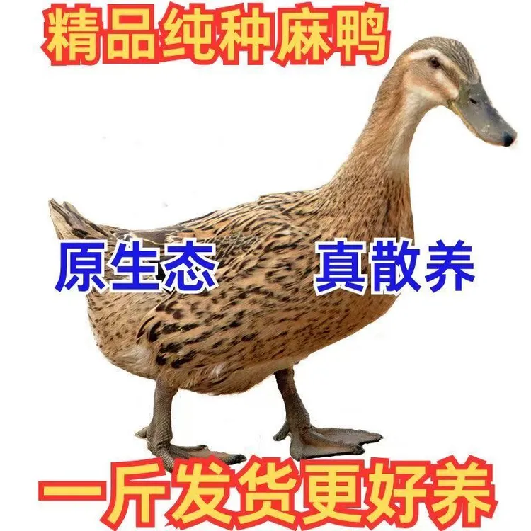 宠物鸭 1斤大种麻鸭青头鸭蛋鸭【顺丰包邮】