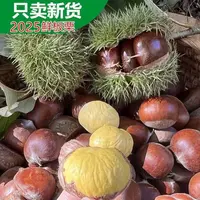 云南高山老树去壳新鲜板栗现摘现发粉糯香甜好剥皮